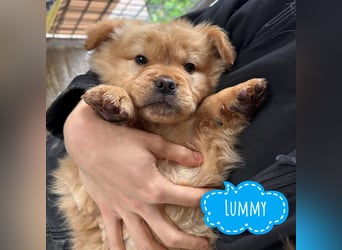 Lummy einer zum Knutschen