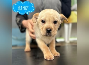 Frenky ein kleiner Sonnenschein