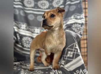 Elena ein Engelchen auf drei Pfoten