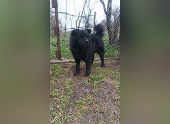 Shadow Tierschutzhund sucht ein Zuhause