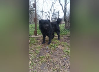 Shadow Tierschutzhund sucht ein Zuhause