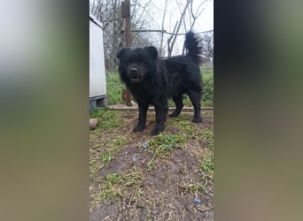 Shadow Tierschutzhund sucht ein Zuhause