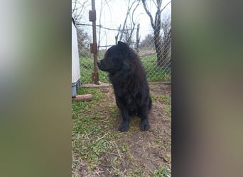 Shadow Tierschutzhund sucht ein Zuhause