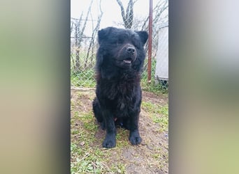 Shadow Tierschutzhund sucht ein Zuhause