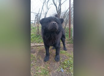 Shadow Tierschutzhund sucht ein Zuhause