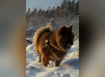 Notfall .- Herrchen verstorben