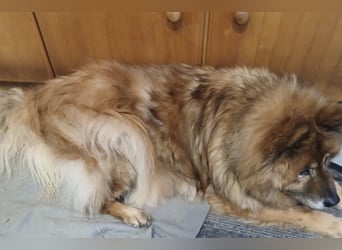 Notfall .- Herrchen verstorben
