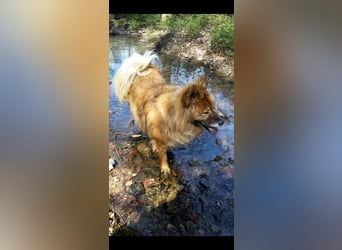 Notfall .- Herrchen verstorben
