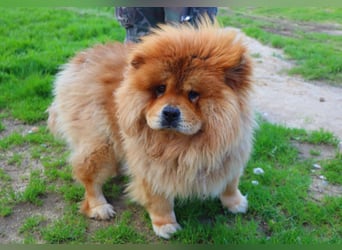 BOSCO ✴️ ein wunderschöner Chow Chow sucht ein Zuhause