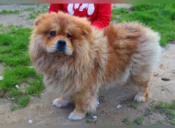 BOSCO ✴️ ein wunderschöner Chow Chow sucht ein Zuhause