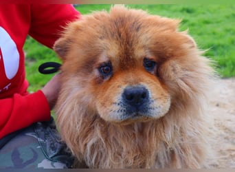 BOSCO ✴️ ein wunderschöner Chow Chow sucht ein Zuhause