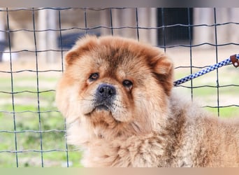 BOSCO ✴️ ein wunderschöner Chow Chow sucht ein Zuhause