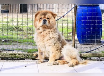 BOSCO ✴️ ein wunderschöner Chow Chow sucht ein Zuhause