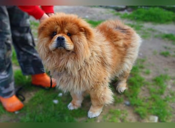 BOSCO ✴️ ein wunderschöner Chow Chow sucht ein Zuhause