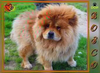 BOSCO ✴️ ein wunderschöner Chow Chow sucht ein Zuhause