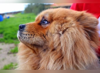 BOSCO ✴️ ein wunderschöner Chow Chow sucht ein Zuhause