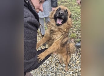 Ryu ein absoluter Engelchen