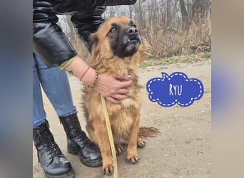 Ryu ein absoluter Engelchen