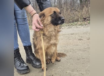 Ryu ein absoluter Engelchen