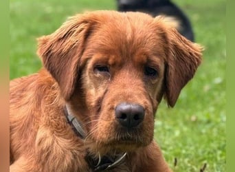 Chow-Chow-Retriever-Mix FELIX ❤️wartet in 53940 Hellenthal