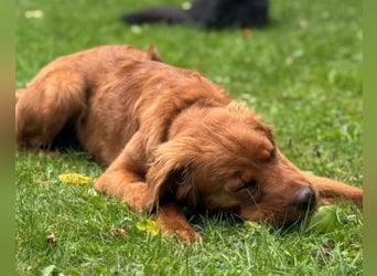 Chow-Chow-Retriever-Mix FELIX ❤️wartet in 53940 Hellenthal