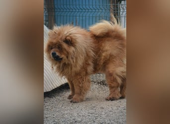 Kenzo, Chow sucht dringend ein Zuhause