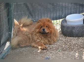 Kenzo, Chow sucht dringend ein Zuhause
