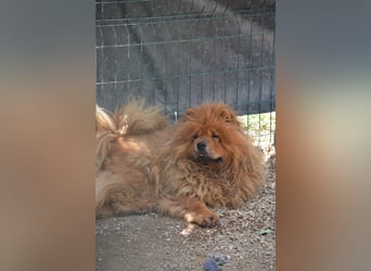 Kenzo, Chow sucht dringend ein Zuhause