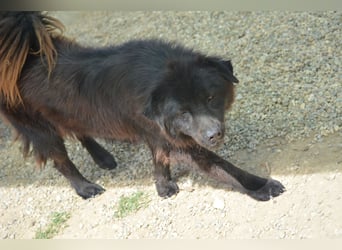 Arzu - Chow Chow Junghundrüde, geb. ca. 2022, sucht Freunde dieser Rasse