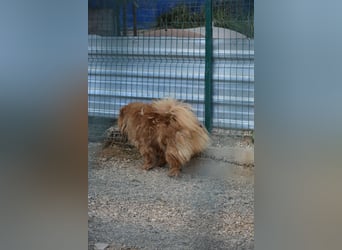 Kenzo, Chow sucht dringend ein Zuhause