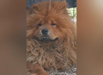 Kenzo, Chow sucht dringend ein Zuhause