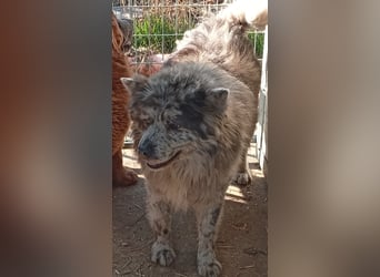 Blöki, junger Chow Chow Mischlings Rüde geb. 2024