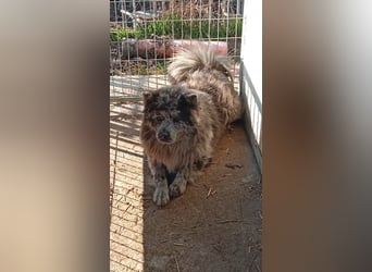 Blöki, junger Chow Chow Mischlings Rüde geb. 2024