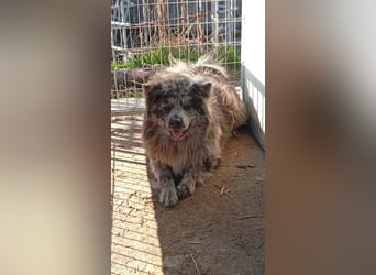 Blöki, junger Chow Chow Mischlings Rüde geb. 2024