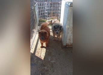 Blöki, junger Chow Chow Mischlings Rüde geb. 2024