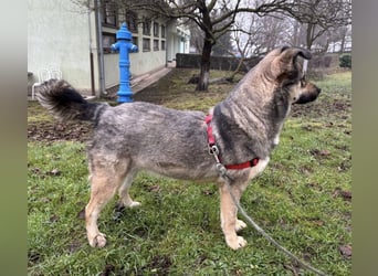 Tika - absolut wundervoll