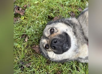 Tika - absolut wundervoll