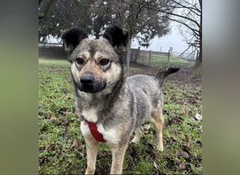 Tika - absolut wundervoll