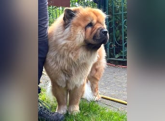 Mayka auf PS in Laer