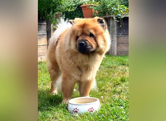Mayka auf PS in Laer