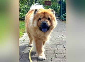 Mayka auf PS in Laer