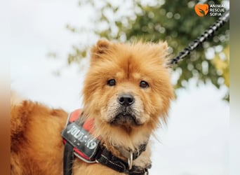 Chow Chow Dior sucht einfühlsames Zuhause