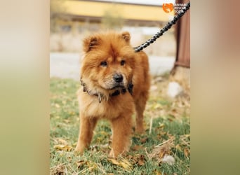 Chow Chow Dior sucht einfühlsames Zuhause