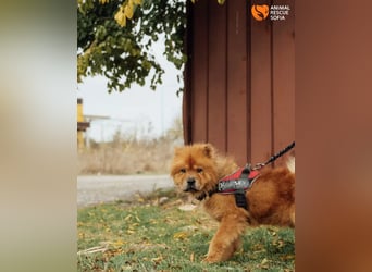 Chow Chow Dior sucht einfühlsames Zuhause