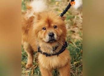 Chow Chow Dior sucht einfühlsames Zuhause