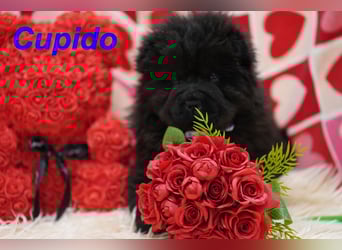 Bezaubernde & Gesunde Chow Chow Welpen auf Familiensuche