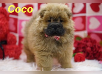 Bezaubernde & Gesunde Chow Chow Welpen auf Familiensuche