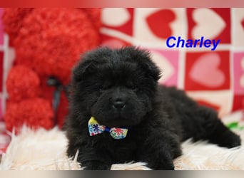 Bezaubernde & Gesunde Chow Chow Welpen auf Familiensuche