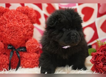 Bezaubernde & Gesunde Chow Chow Welpen auf Familiensuche