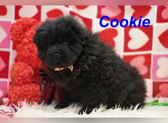 Bezaubernde & Gesunde Chow Chow Welpen auf Familiensuche